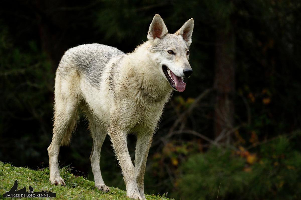 perro_lobo_checoslovaco_sangre_de_lobo_kennel_madre_e_hijos_8_meses_lago_02