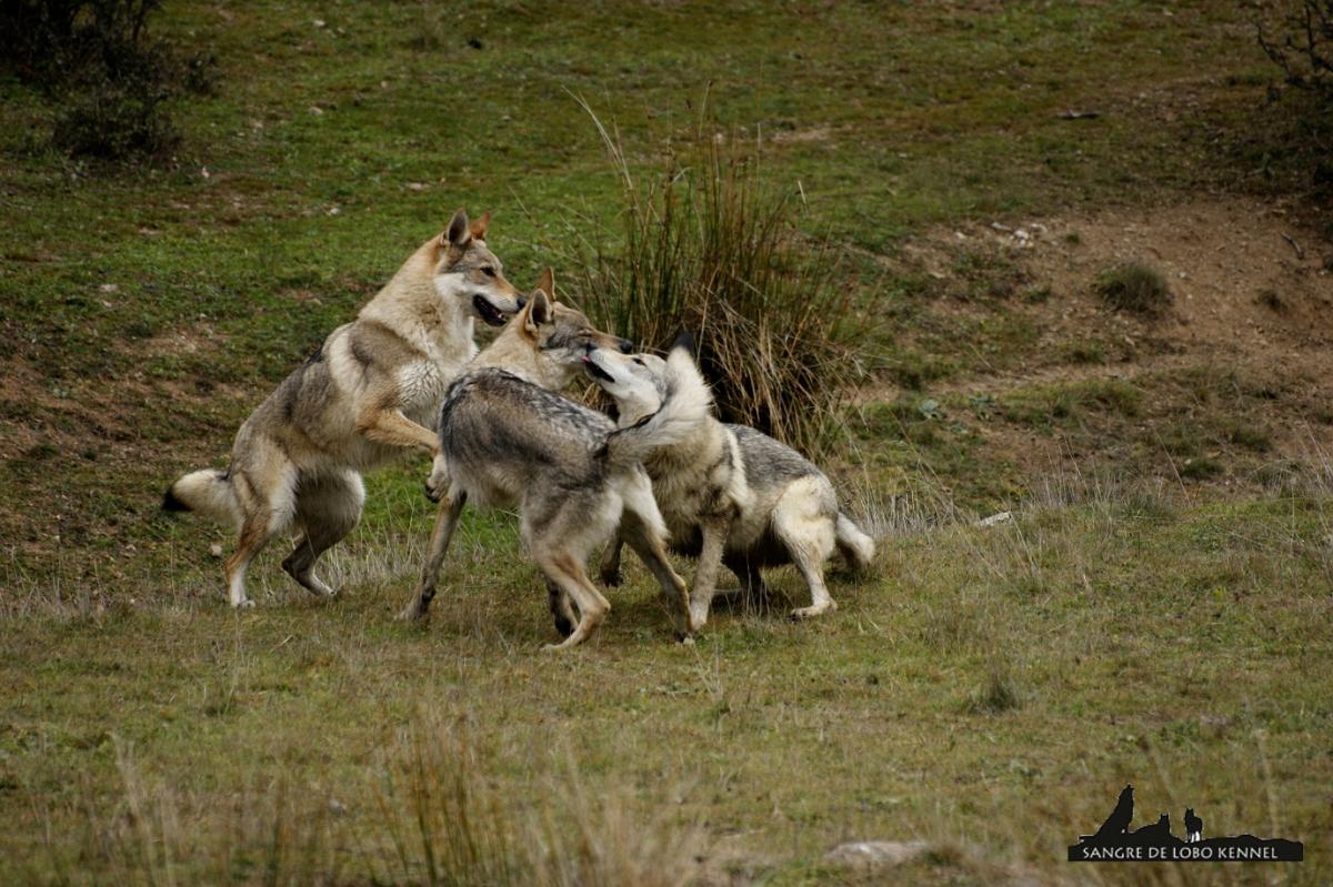 perro_lobo_checoslovaco_sangre_de_lobo_kennel_madre_e_hijos_8_meses_lago_03