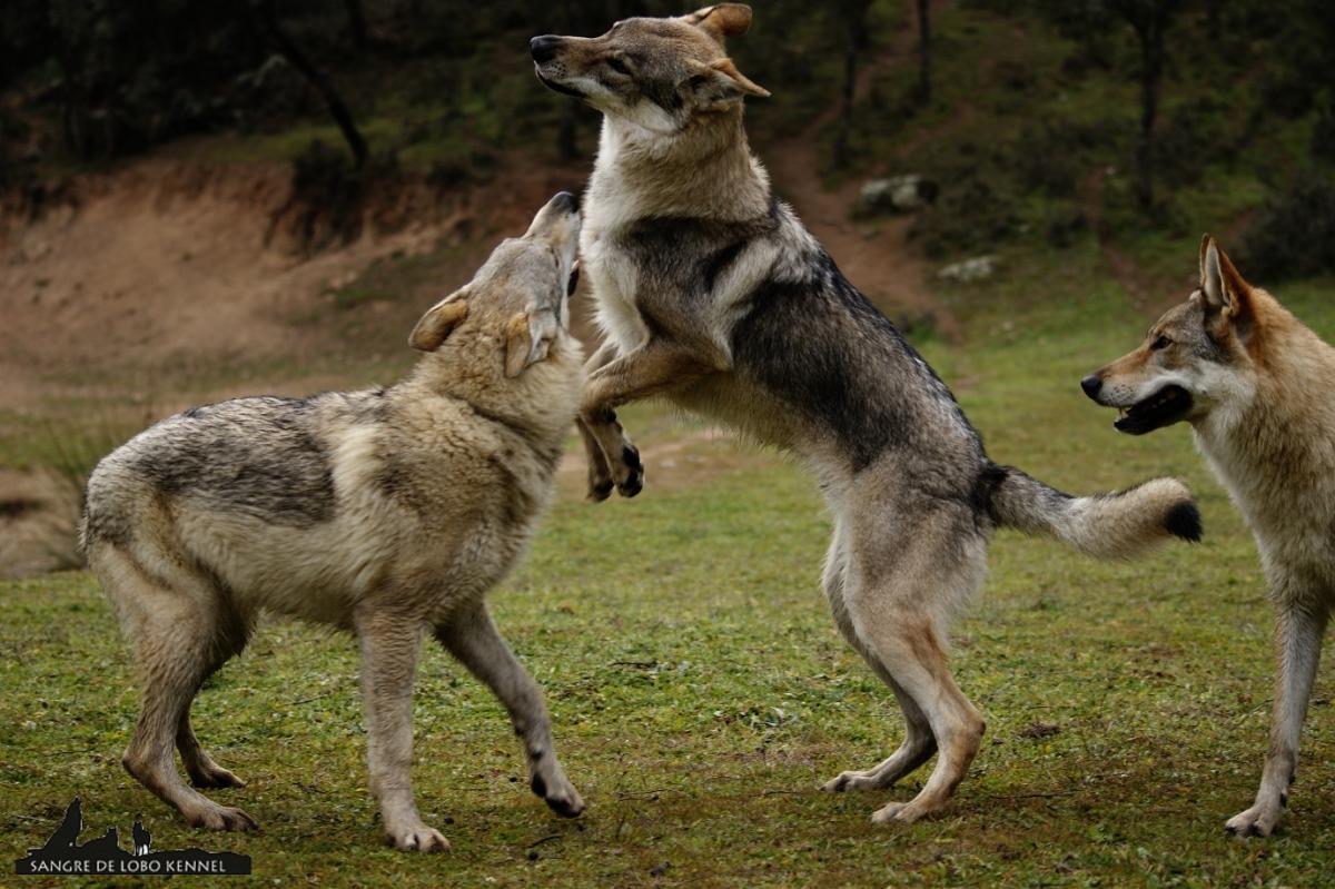 perro_lobo_checoslovaco_sangre_de_lobo_kennel_madre_e_hijos_8_meses_lago_04