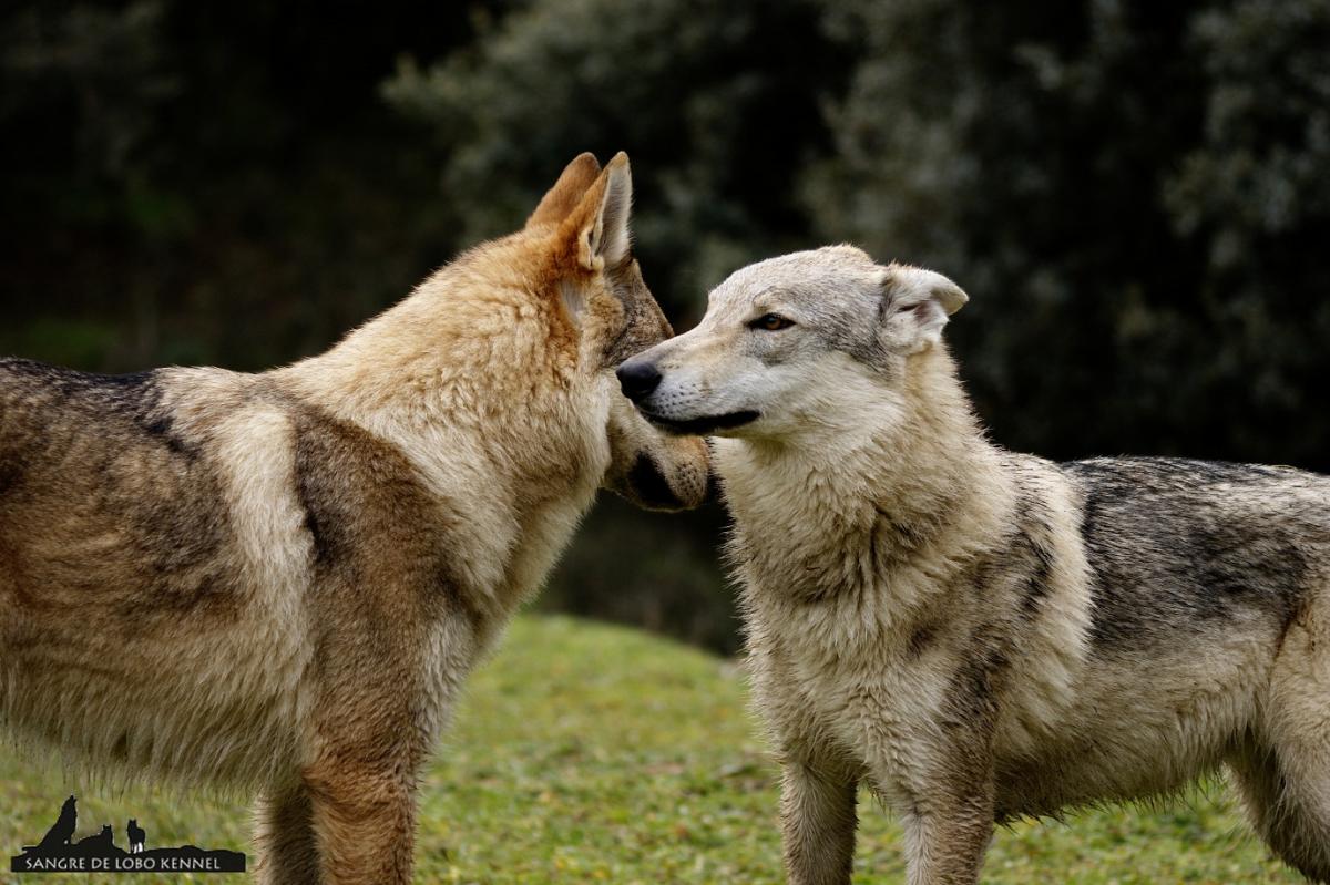 perro_lobo_checoslovaco_sangre_de_lobo_kennel_madre_e_hijos_8_meses_lago_05