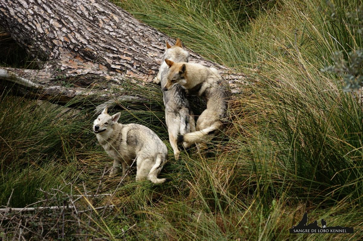 perro_lobo_checoslovaco_sangre_de_lobo_kennel_madre_e_hijos_8_meses_lago_06