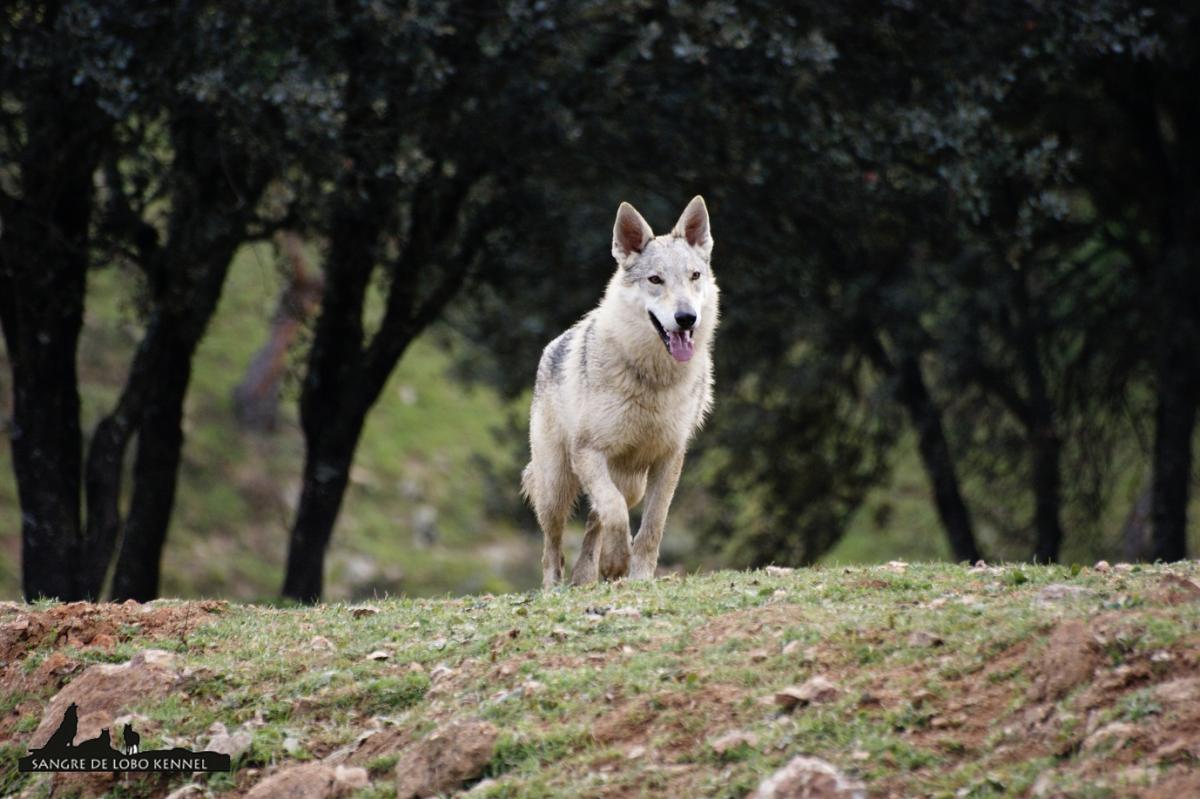 perro_lobo_checoslovaco_sangre_de_lobo_kennel_madre_e_hijos_8_meses_lago_07