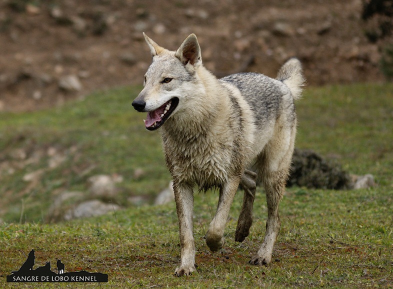 perro_lobo_checoslovaco_sangre_de_lobo_kennel_madre_e_hijos_8_meses_lago_08