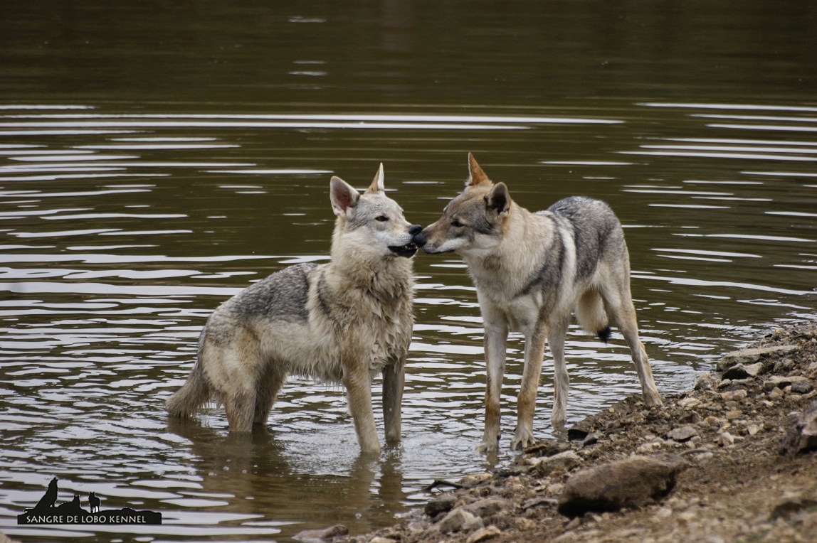 perro_lobo_checoslovaco_sangre_de_lobo_kennel_madre_e_hijos_8_meses_lago_09