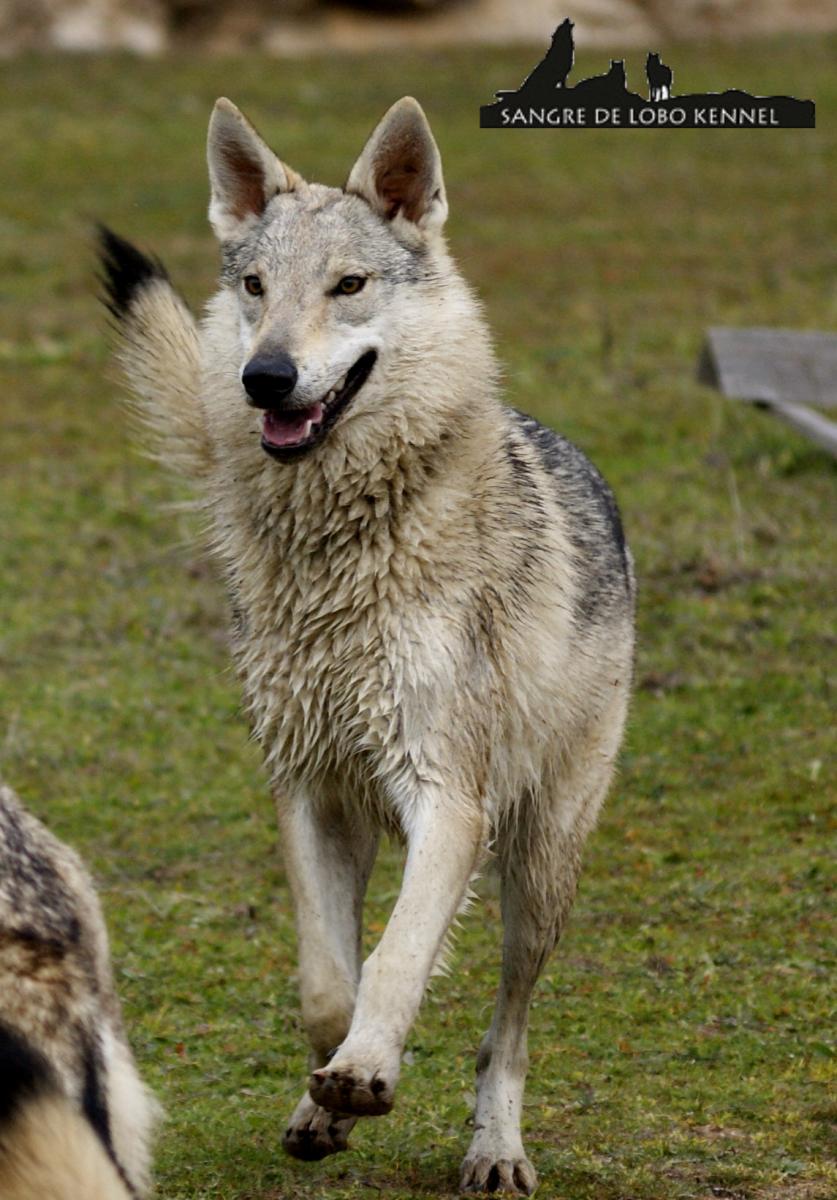 perro_lobo_checoslovaco_sangre_de_lobo_kennel_madre_e_hijos_8_meses_lago_10