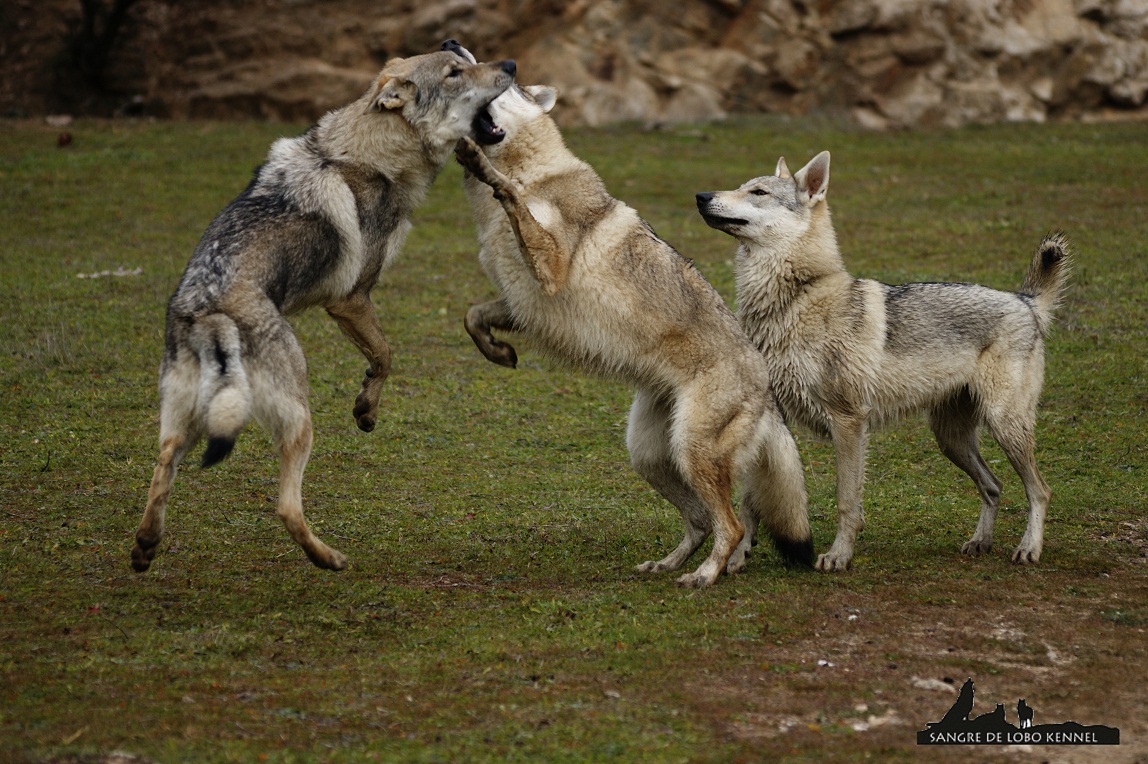 perro_lobo_checoslovaco_sangre_de_lobo_kennel_madre_e_hijos_8_meses_lago_11