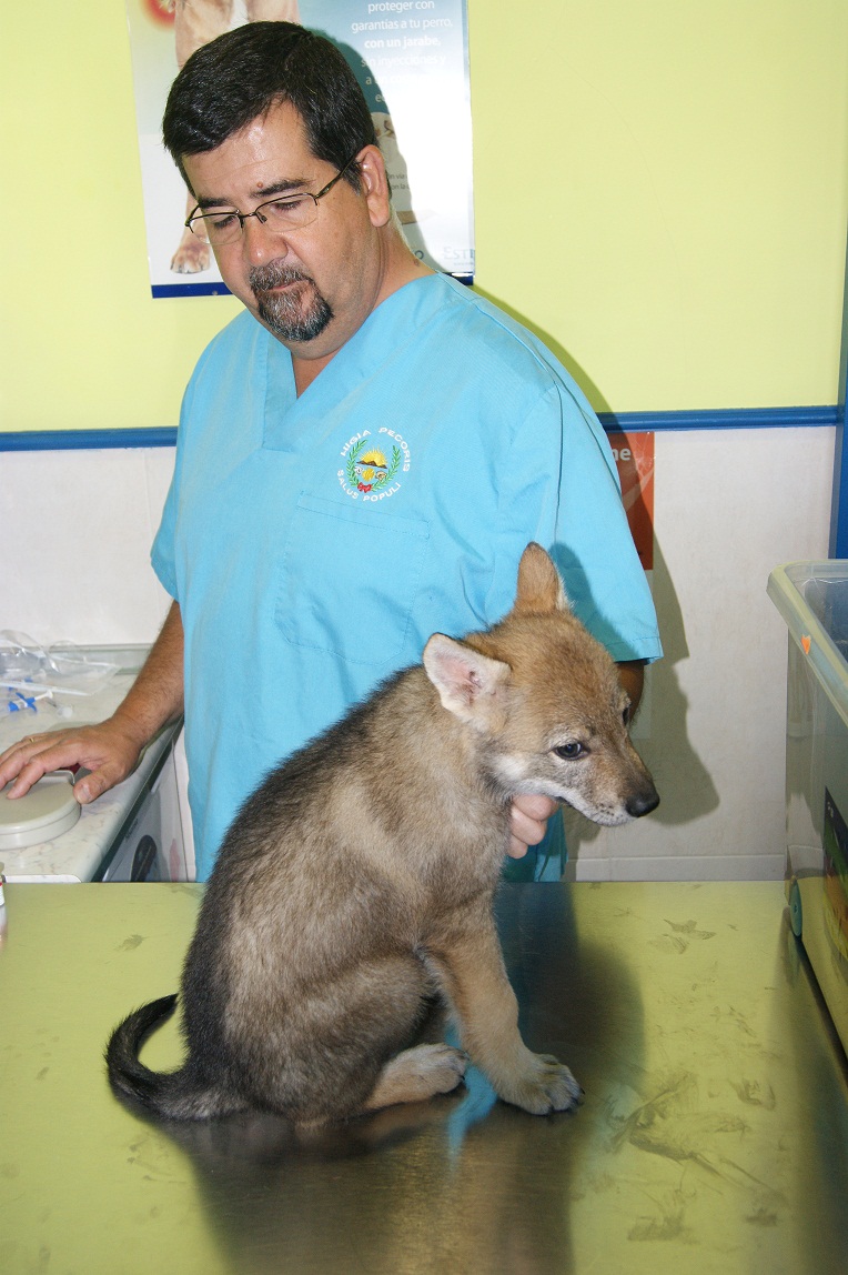 perro_lobo_checoslovaco_sangre_de_lobo_venterinario_puppy_13