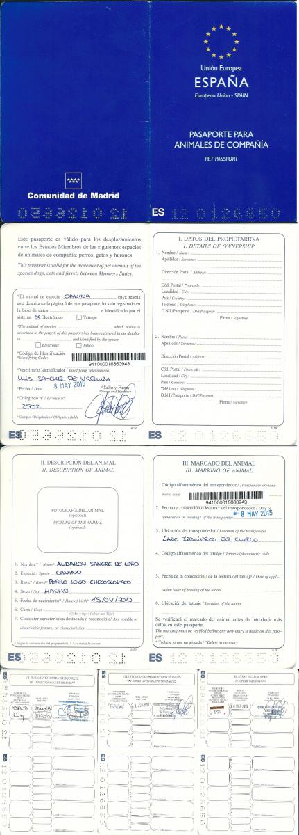 perro_lobo_checoslovaco_aldaron_sangre_de_lobo_pasaporte_europeo_puppy