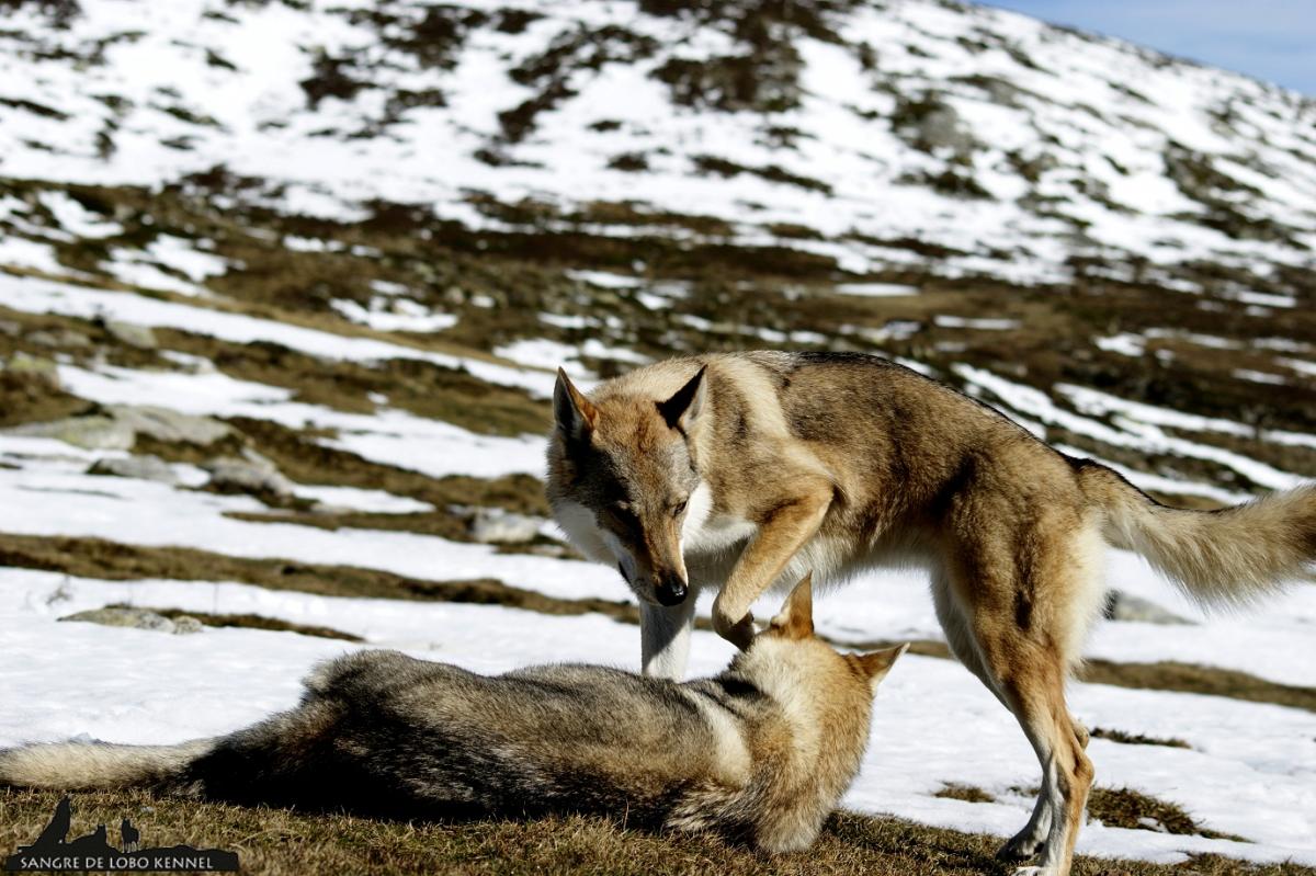 perro_lobo_checoslovaco_nieve_alto_campoo_sangre_de_lobo_kennel_13