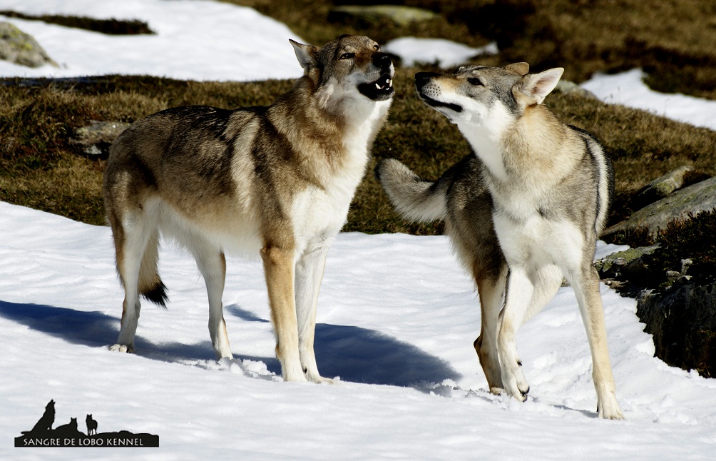 perro_lobo_checoslovaco_nieve_alto_campoo_sangre_de_lobo_kennel_08