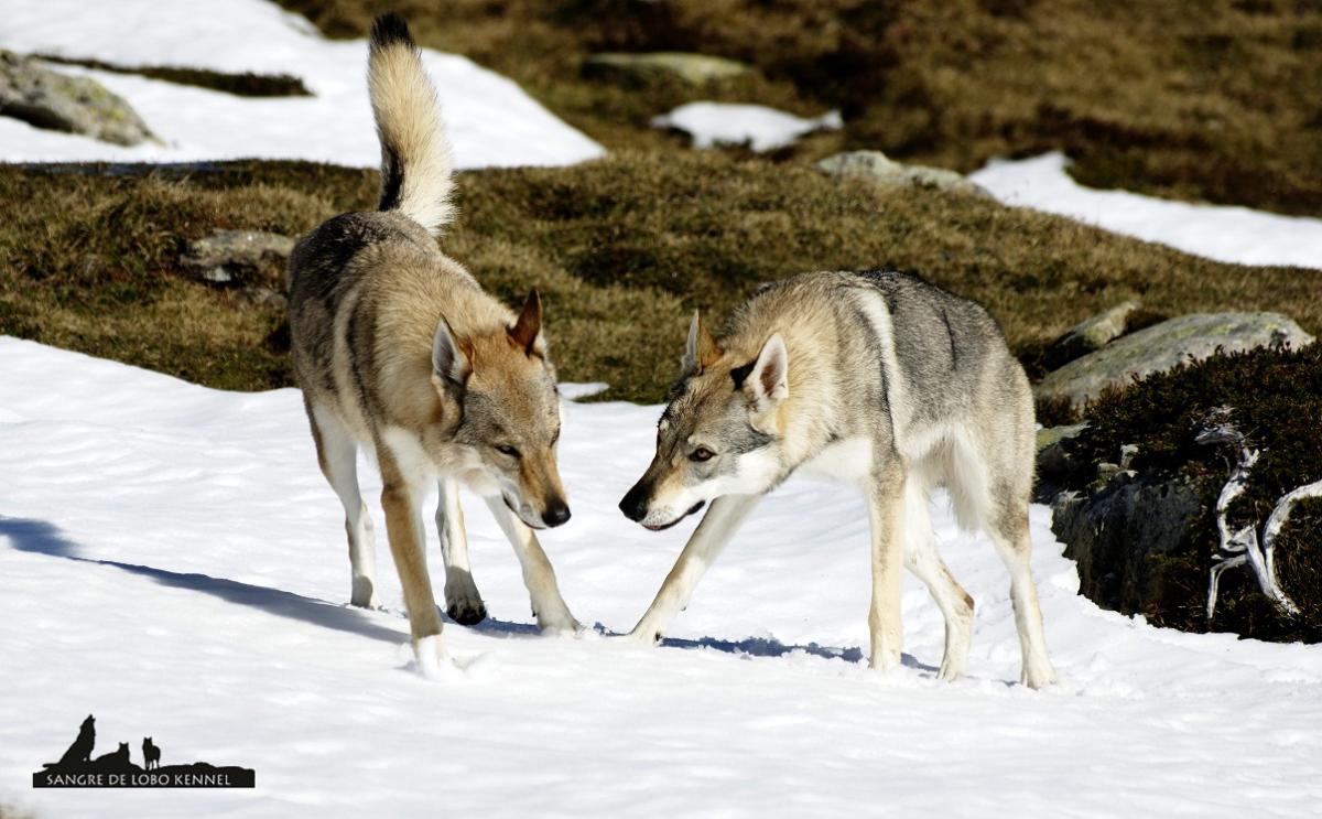 perro_lobo_checoslovaco_nieve_alto_campoo_sangre_de_lobo_kennel_15