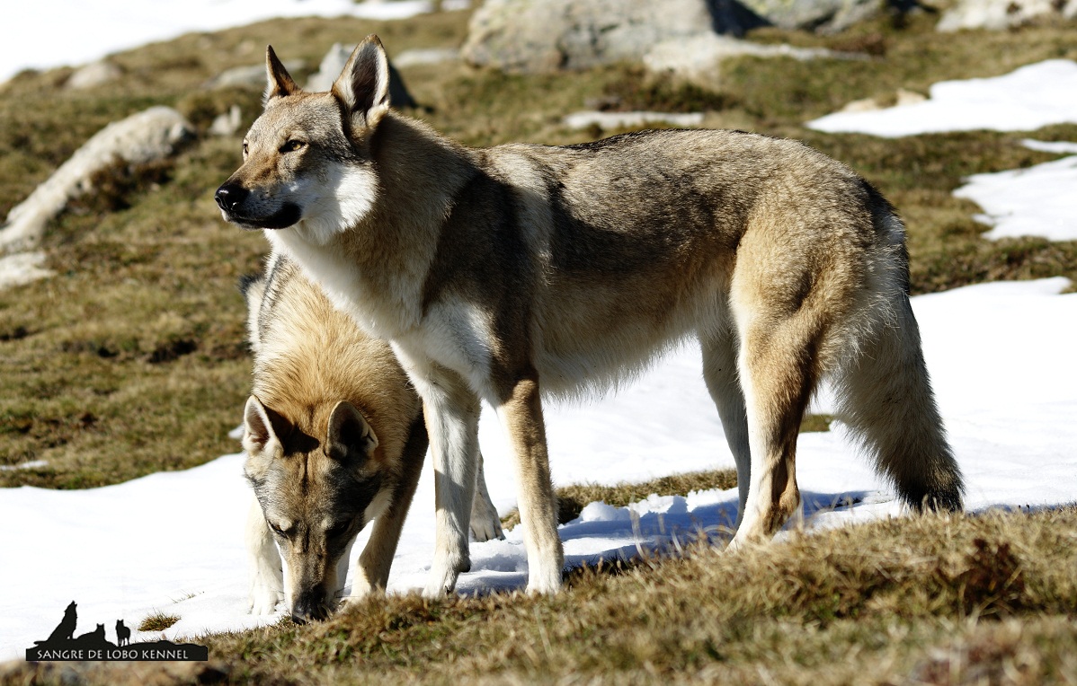 perro_lobo_checoslovaco_nieve_alto_campoo_sangre_de_lobo_kennel_04