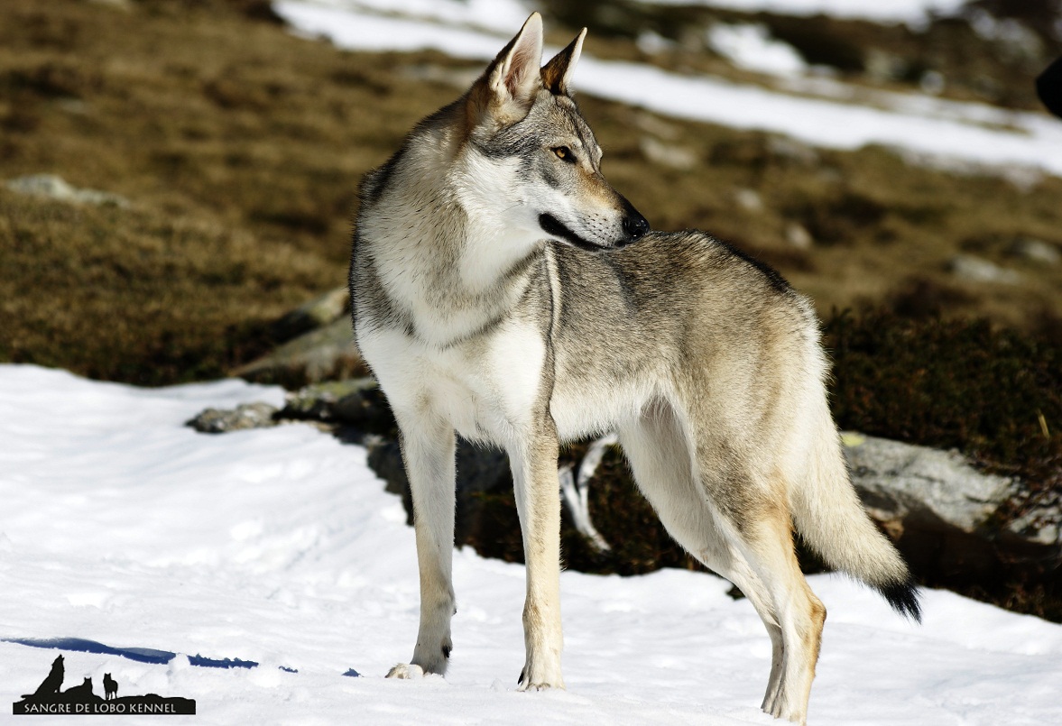 perro_lobo_checoslovaco_nieve_alto_campoo_sangre_de_lobo_kennel_11