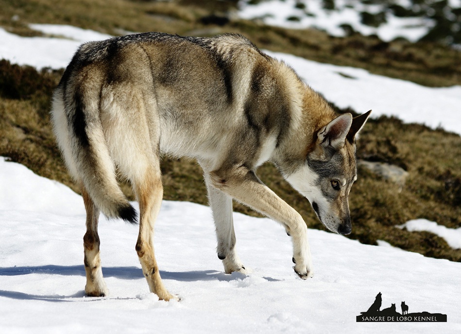 perro_lobo_checoslovaco_nieve_alto_campoo_sangre_de_lobo_kennel_05