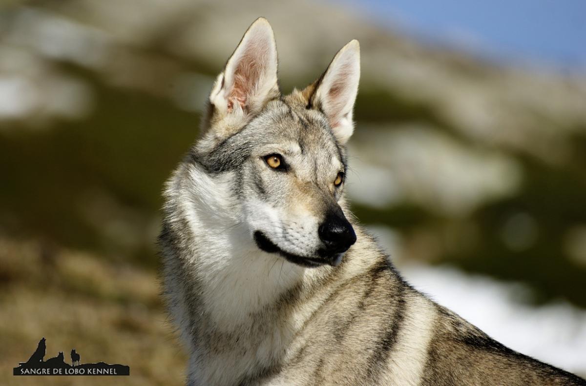 perro_lobo_checoslovaco_nieve_alto_campoo_sangre_de_lobo_kennel_09