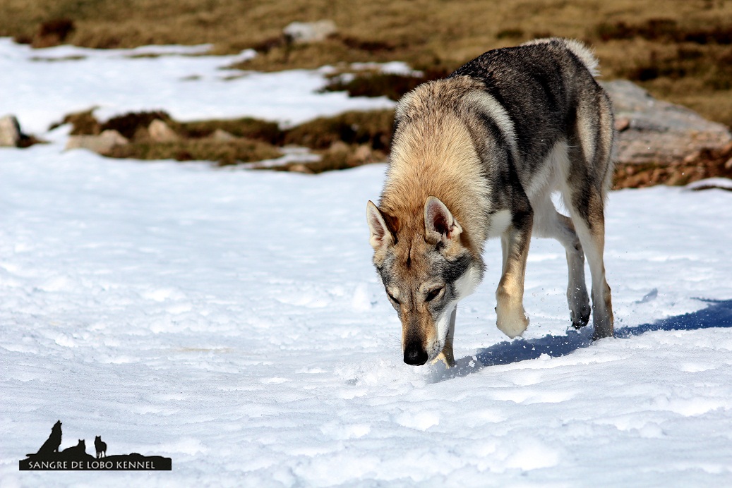 perro_lobo_checoslovaco_nieve_alto_campoo_sangre_de_lobo_kennel_07