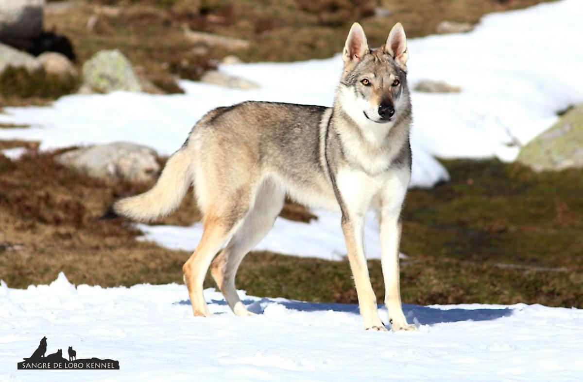 perro_lobo_checoslovaco_nieve_alto_campoo_sangre_de_lobo_kennel_02