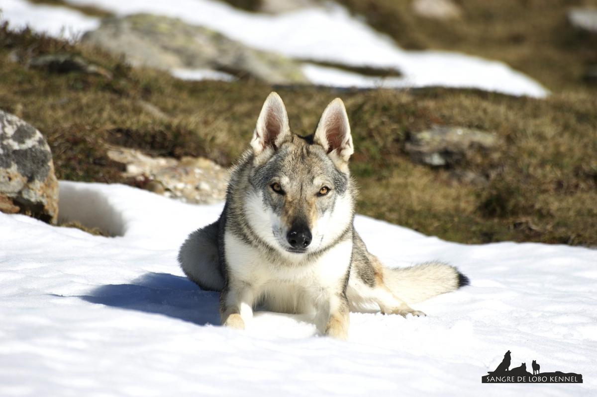 perro_lobo_checoslovaco_nieve_alto_campoo_sangre_de_lobo_kennel_14