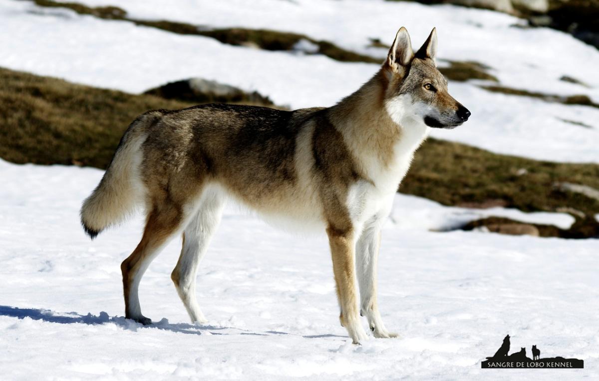 perro_lobo_checoslovaco_nieve_alto_campoo_sangre_de_lobo_kennel_06