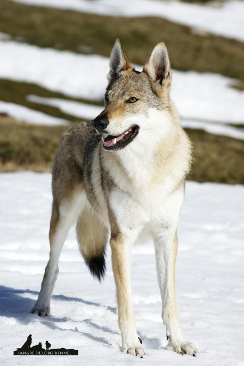 perro_lobo_checoslovaco_nieve_alto_campoo_sangre_de_lobo_kennel_03