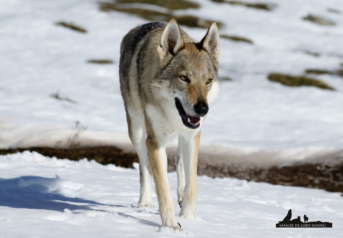 perro_lobo_checoslovaco_nieve_alto_campoo_sangre_de_lobo_kennel_12