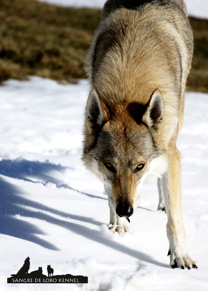 perro_lobo_checoslovaco_nieve_alto_campoo_sangre_de_lobo_kennel_10