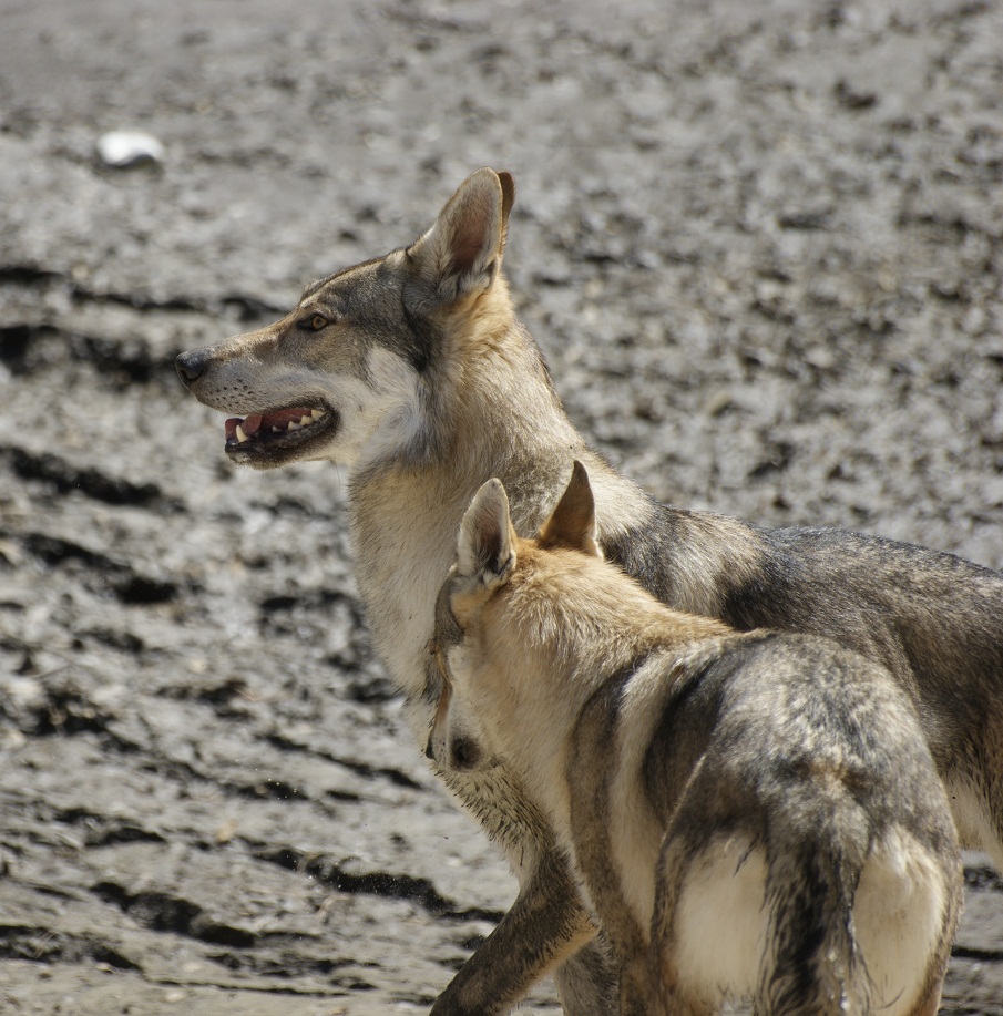 perro_lobo_checoslovaco_esuna_arison_srdcervac_cortejo_isadora_z_orel_orchrana_2