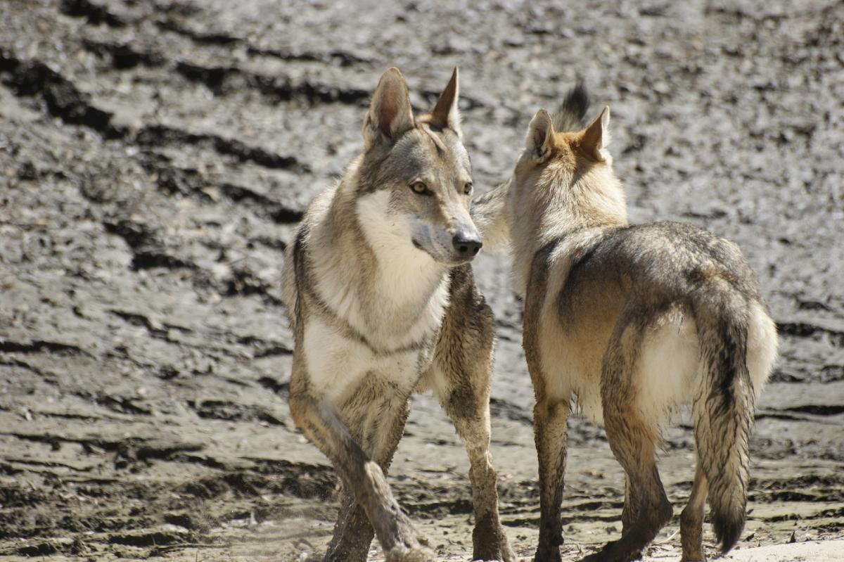 perro_lobo_checoslovaco_esuna_arison_srdcervac_cortejo_isadora_z_orel_orchrana_3