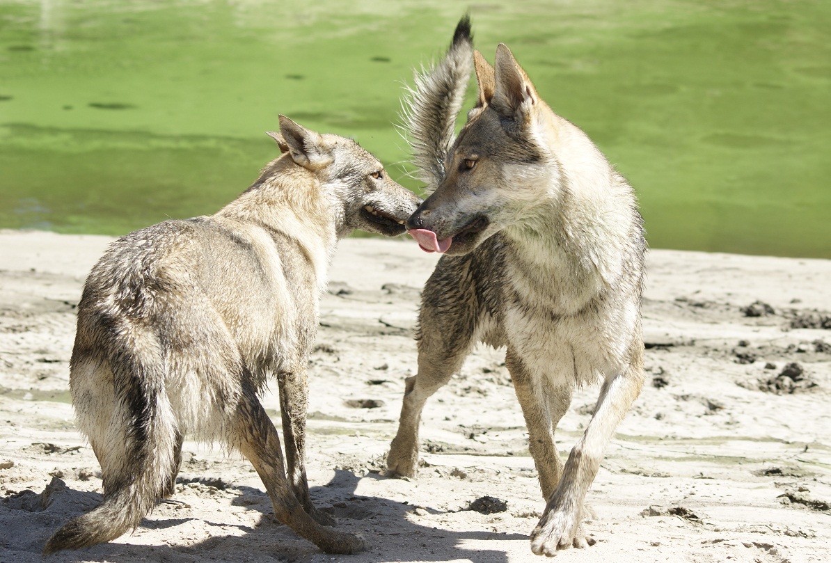 perro_lobo_checoslovaco_esuna_arison_srdcervac_cortejo_isadora_z_orel_orchrana_5