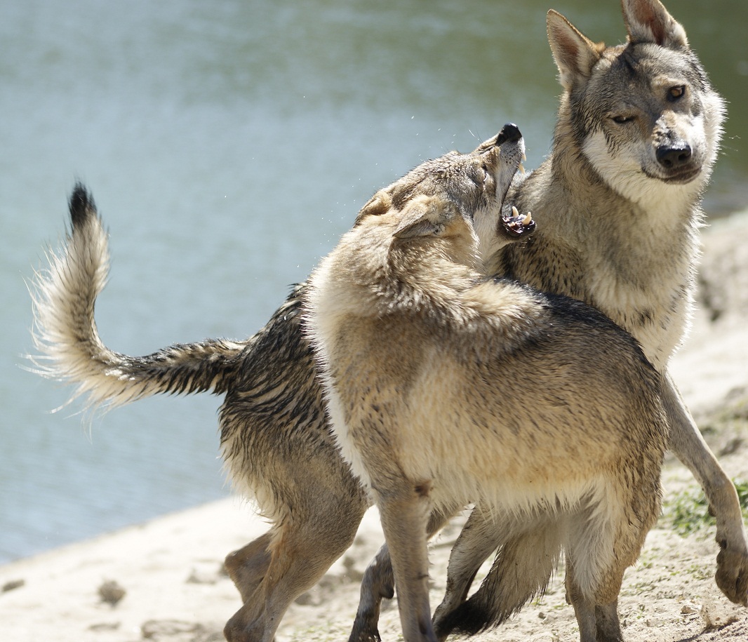 perro_lobo_checoslovaco_esuna_arison_srdcervac_cortejo_isadora_z_orel_orchrana_7