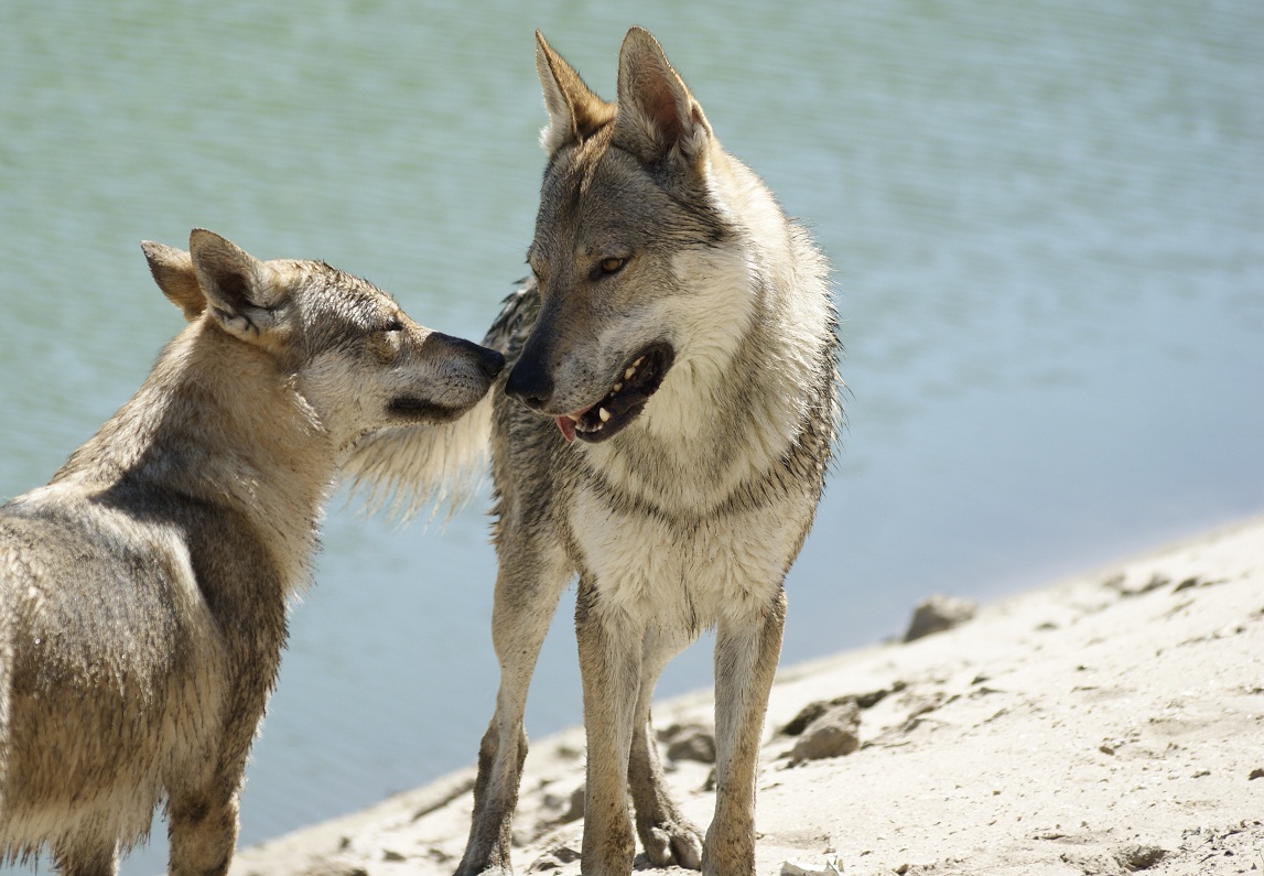 perro_lobo_checoslovaco_esuna_arison_srdcervac_cortejo_isadora_z_orel_orchrana_8