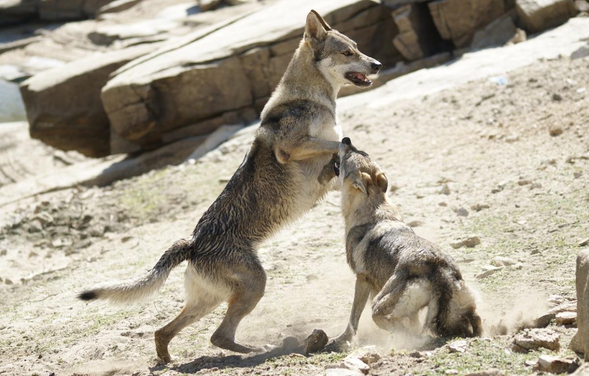 perro_lobo_checoslovaco_esuna_arison_srdcervac_cortejo_isadora_z_orel_orchrana_9