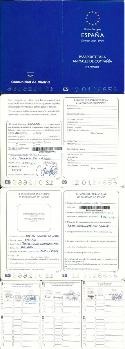 perro_lobo_checoslovaco_aurien_sangre_de_lobo_pasaporte_europeo_puppy