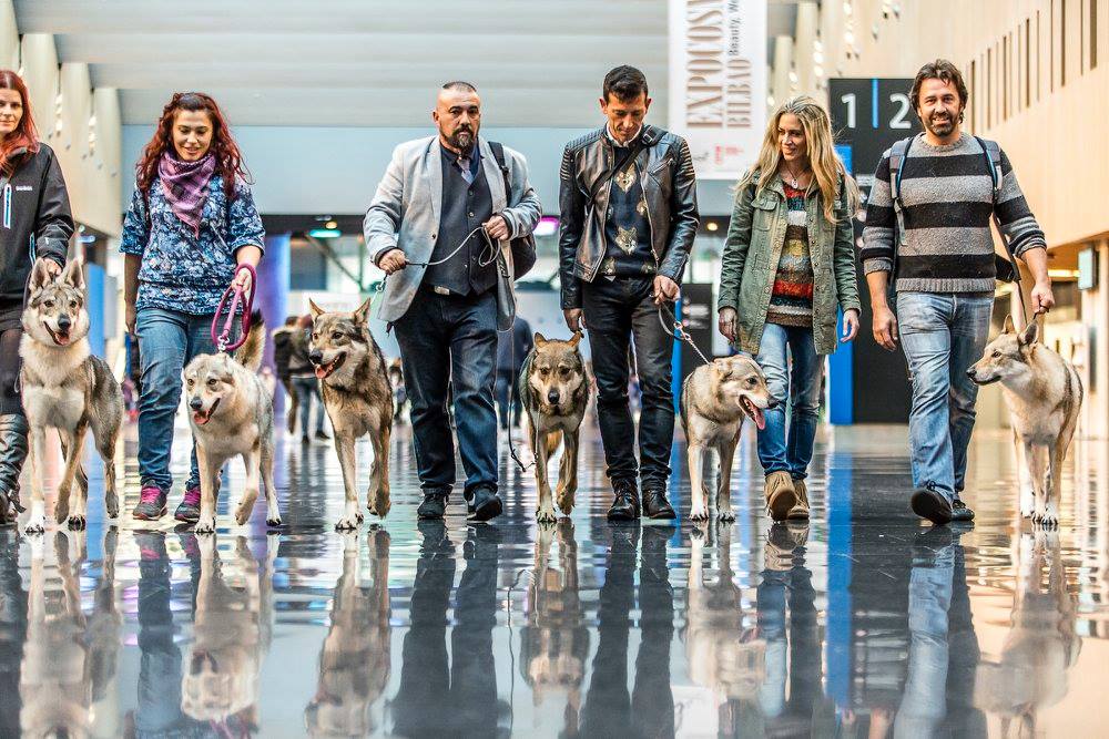 perro_lobo_checoslovaco_sangre_de_lobo_kennel_bilbao_2015_12