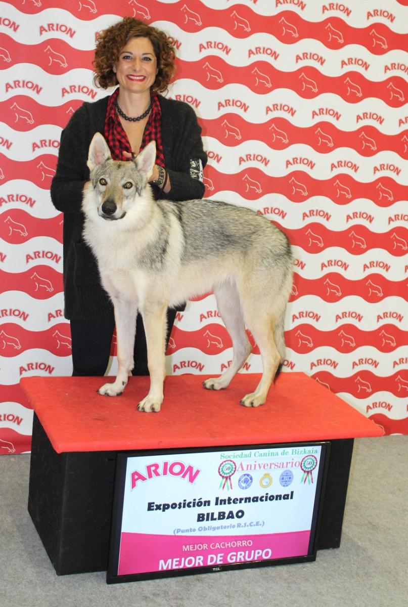 perro_lobo_checoslovaco_sangre_de_lobo_kennel_bilbao_2015_10