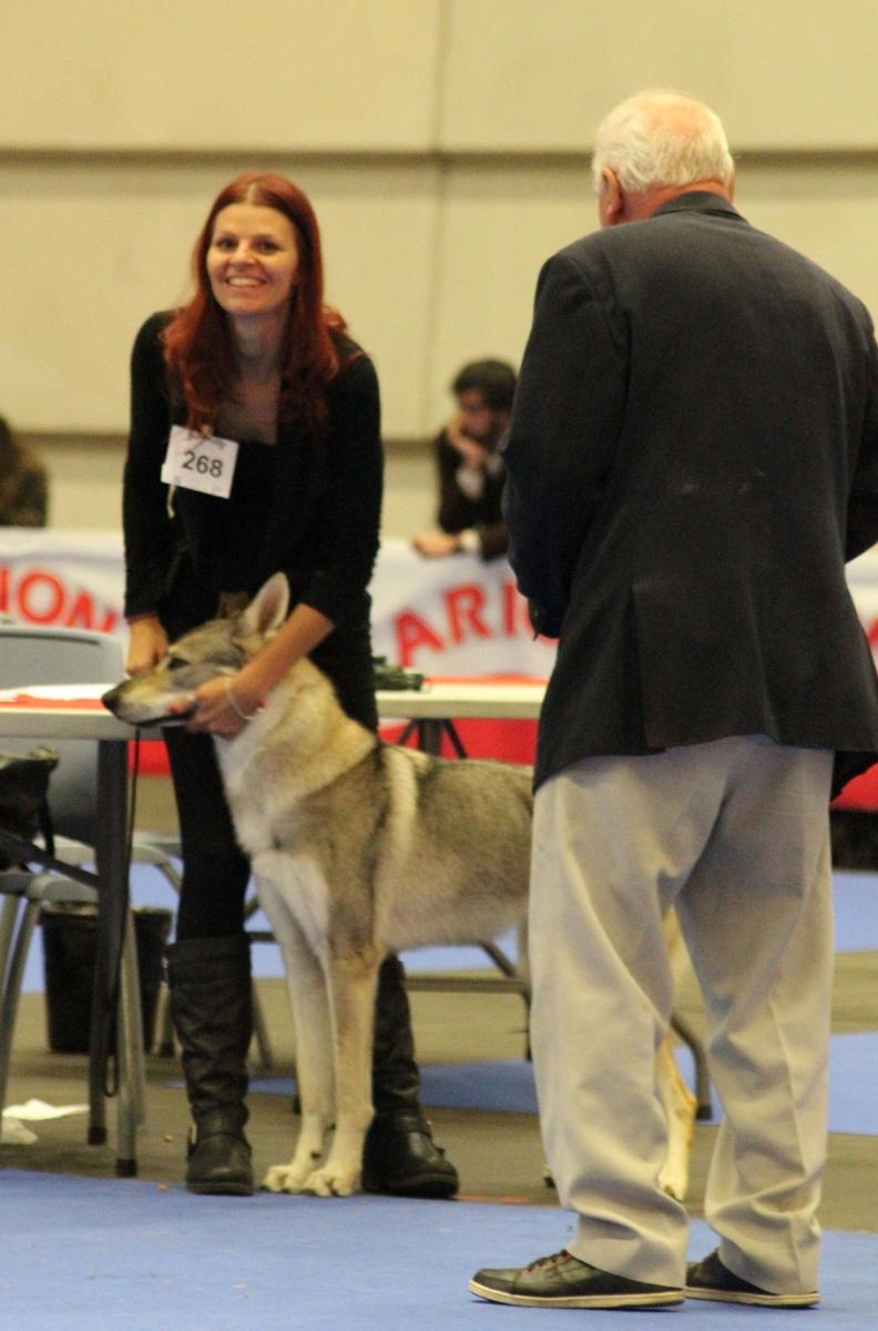 perro_lobo_checoslovaco_sangre_de_lobo_kennel_bilbao_2015_6