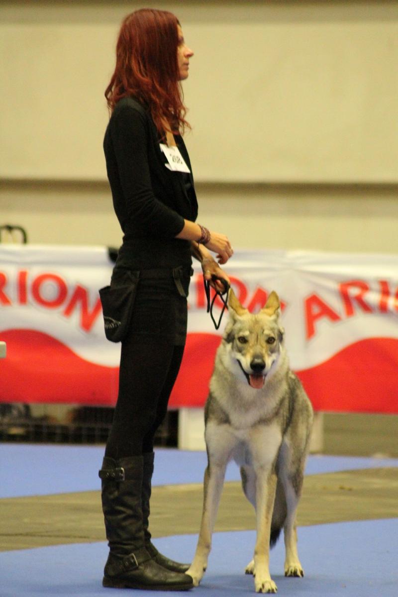 perro_lobo_checoslovaco_sangre_de_lobo_kennel_bilbao_2015_9