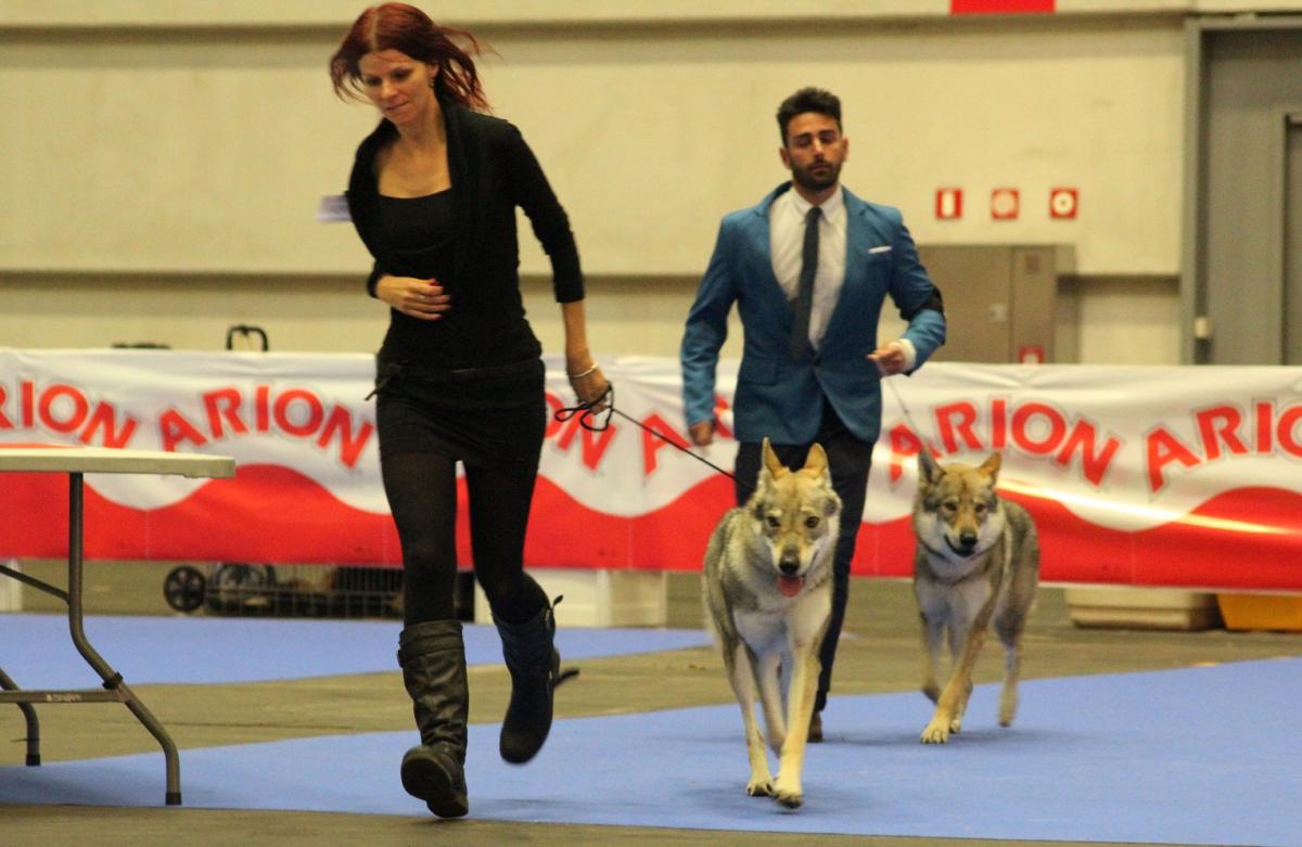 perro_lobo_checoslovaco_sangre_de_lobo_kennel_bilbao_2015_7