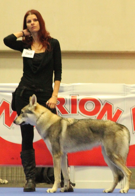 perro_lobo_checoslovaco_sangre_de_lobo_kennel_bilbao_2015_8