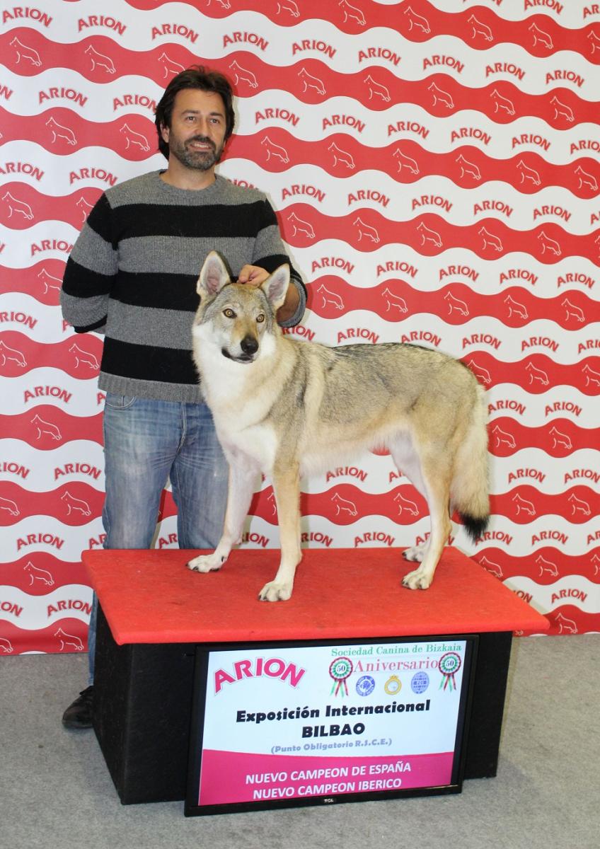 perro_lobo_checoslovaco_sangre_de_lobo_kennel_bilbao_2015_3