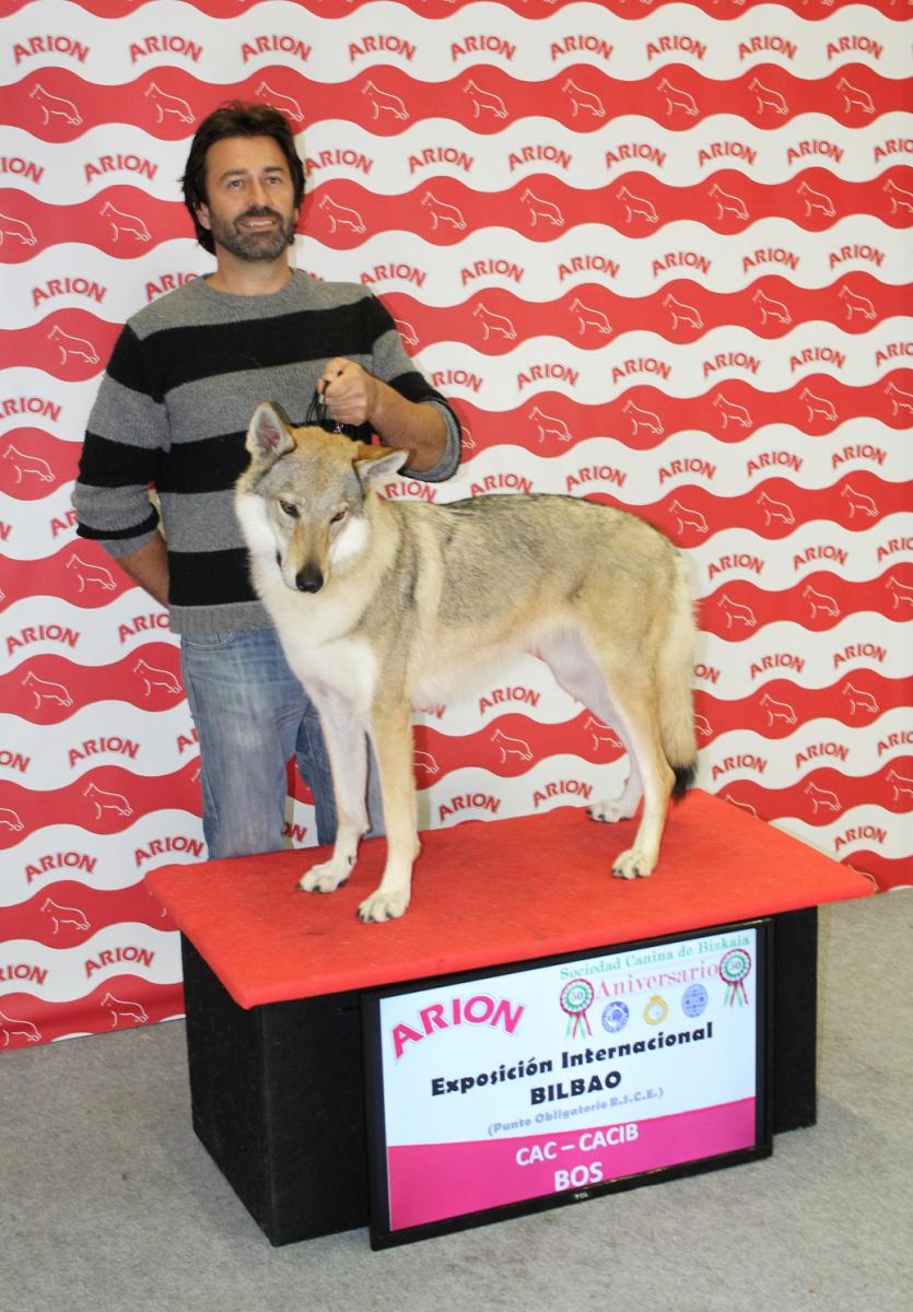 perro_lobo_checoslovaco_sangre_de_lobo_kennel_bilbao_2015_4