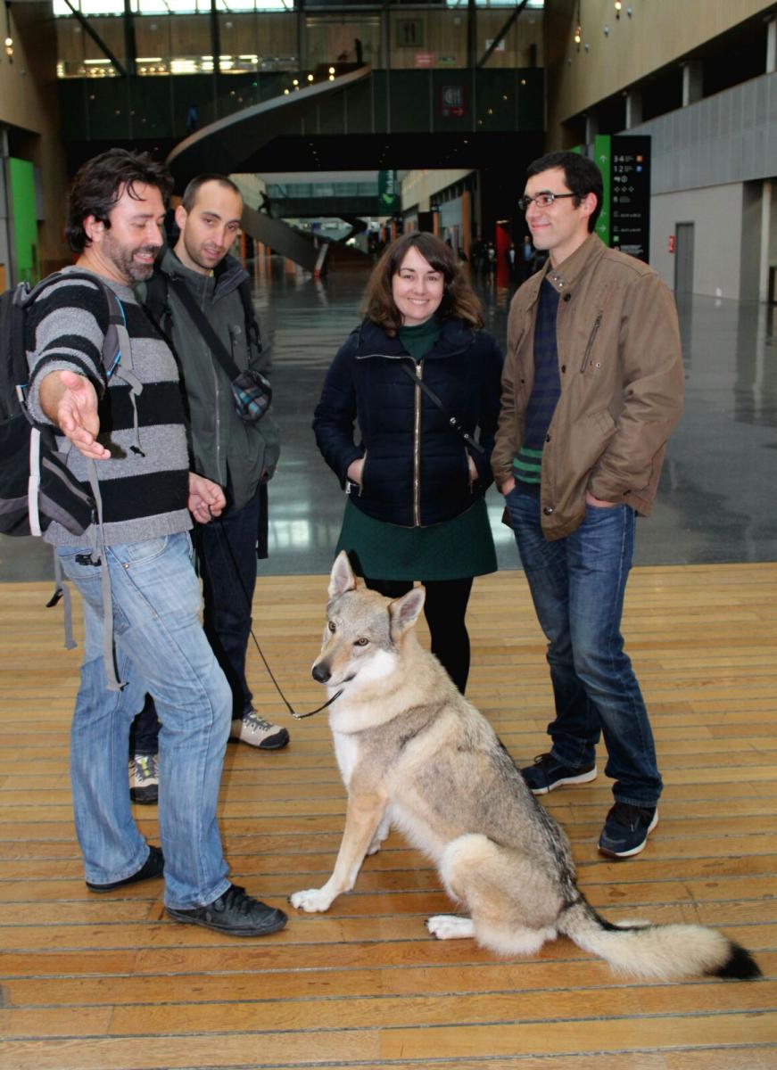 perro_lobo_checoslovaco_sangre_de_lobo_kennel_bilbao_2015_13