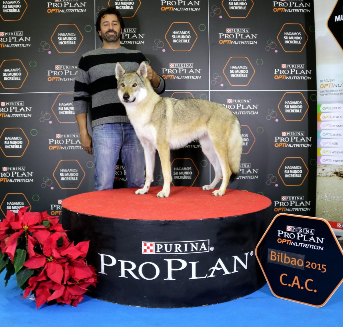 perro_lobo_checoslovaco_sangre_de_lobo_kennel_bilbao_2015_2