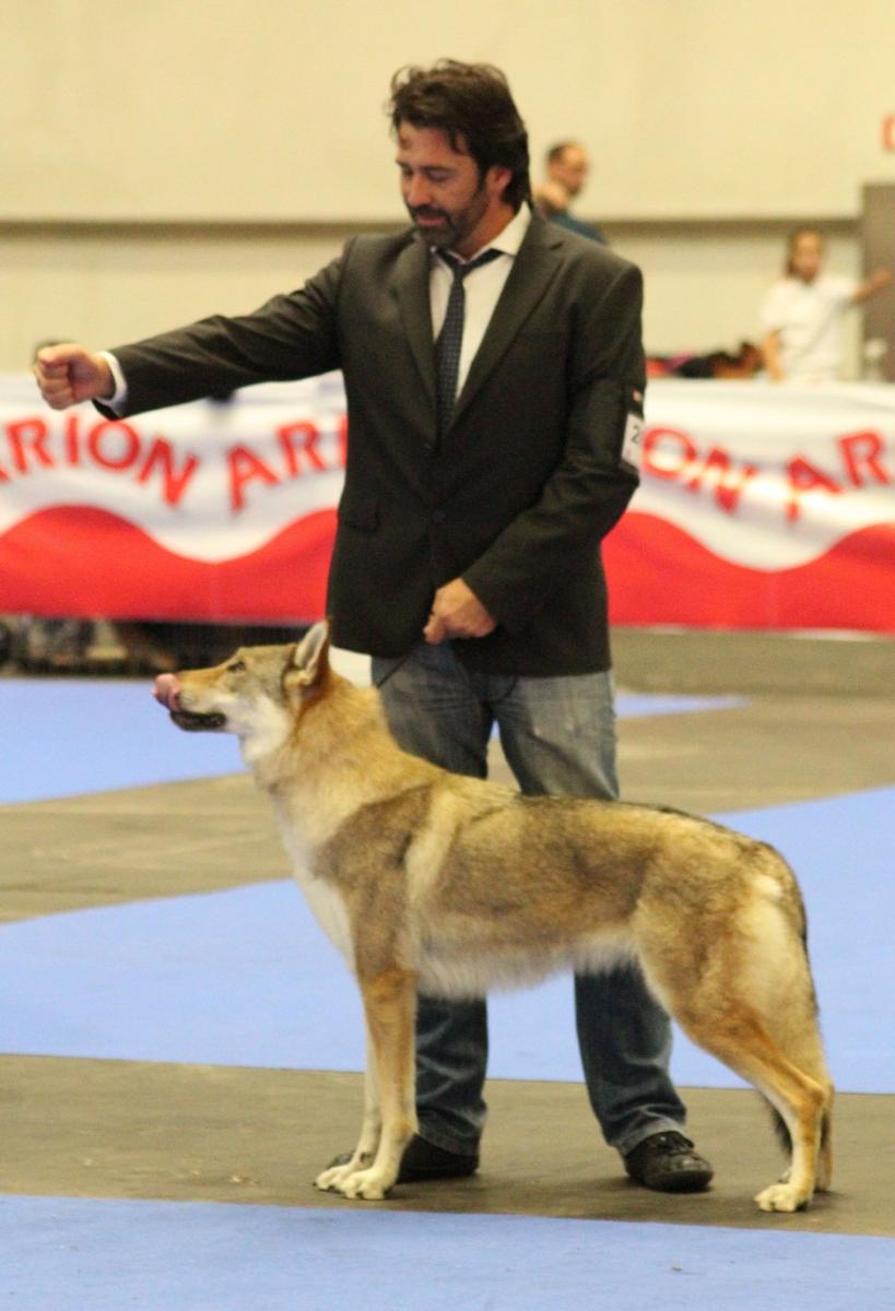 perro_lobo_checoslovaco_sangre_de_lobo_kennel_bilbao_2015_5