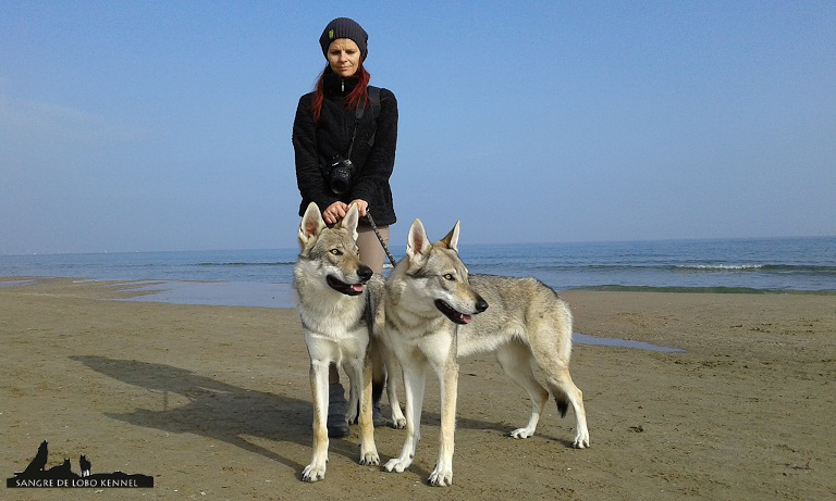 expo_valencia_2015_perro_lobo_checoslovaco_aldaron_elsa_joha_playa.jpg