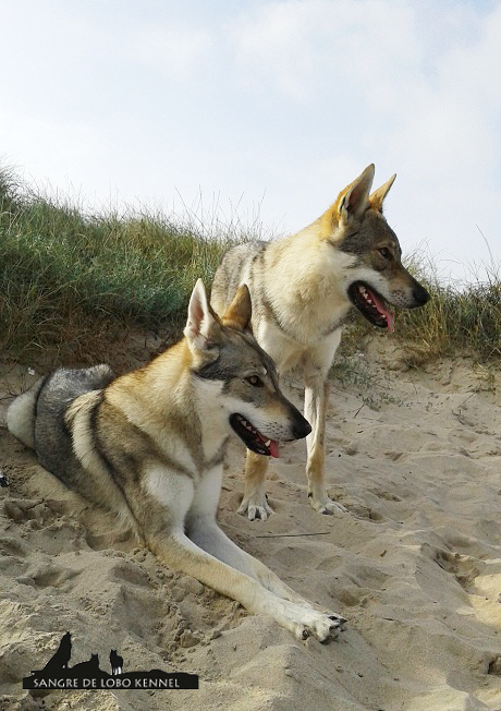 expo_valencia_2015_perro_lobo_checoslovaco_aldaron_elsa_playa.jpg