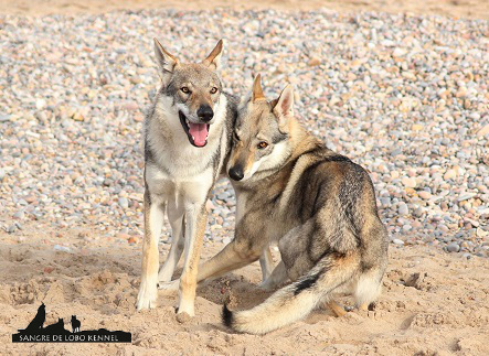 expo_valencia_2015_perro_lobo_checoslovaco_aldaron_elsa_playa_2.jpg