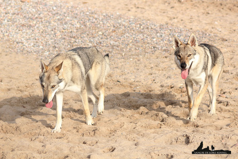 expo_valencia_2015_perro_lobo_checoslovaco_aldaron_elsa_playa_3.jpg