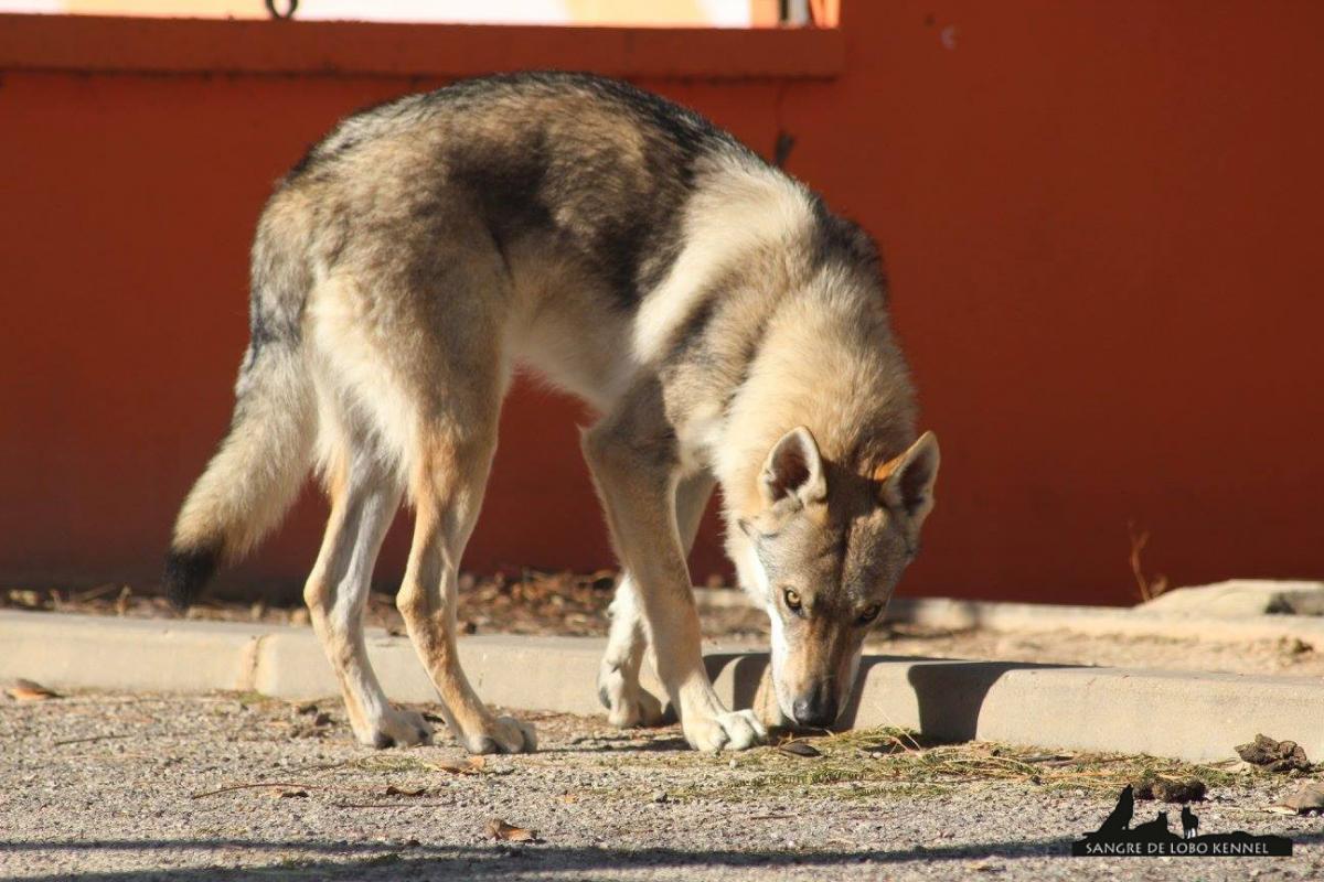 expo_valencia_2015_perro_lobo_checoslovaco_aldaron_parque.jpg