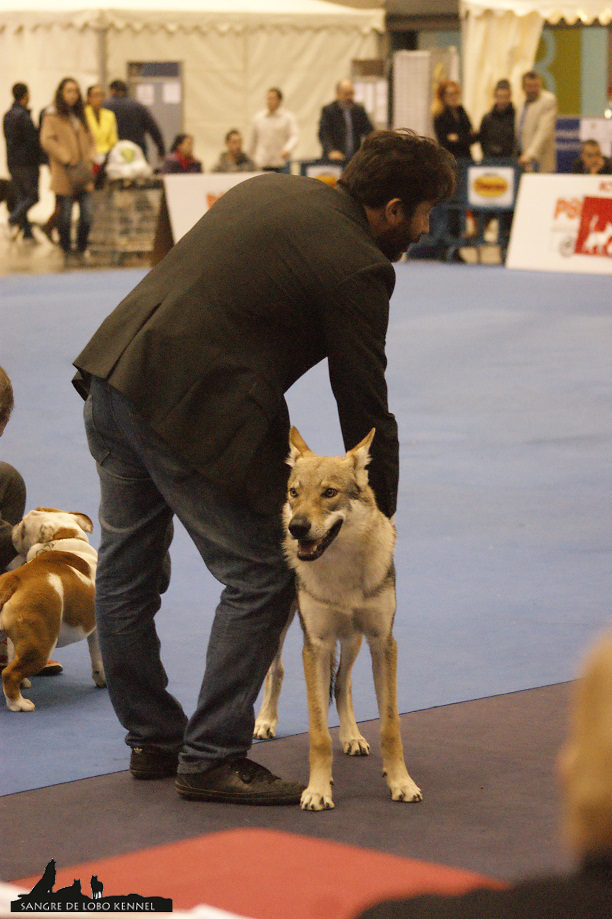 expo_valencia_2015_perro_lobo_checoslovaco_aldaron_ring_1.jpg